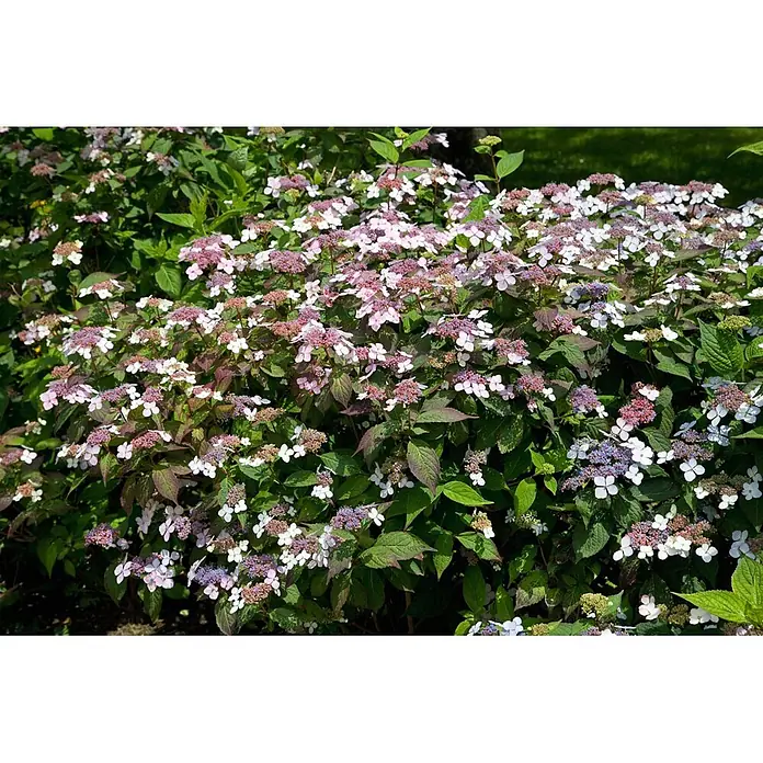 Pflanzen für dich Teller-Hortensie 30-40 cm - Hydrangea serrata 'Bluebird', Blau - Hortensienbusch mit zahlreichen Tellerblüten in Weiß, Rosa und Lila zwischen grünen und rötlichen Blättern.