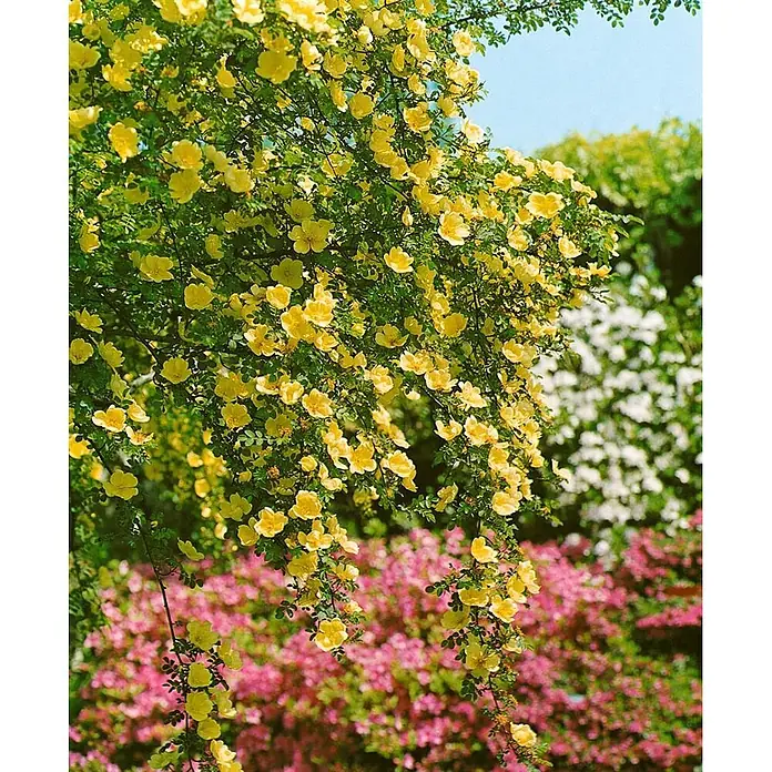 Pflanzen für dich Strauchrose 5-7,5 Liter - Rosa 'Frühlingsgold', Gelb - Üppige gelbe Blütenpflanze mit hellen Blüten und grünen Blättern, die über verschwommene rosa und weiße Blumen in einem lebendigen Garten hängen.