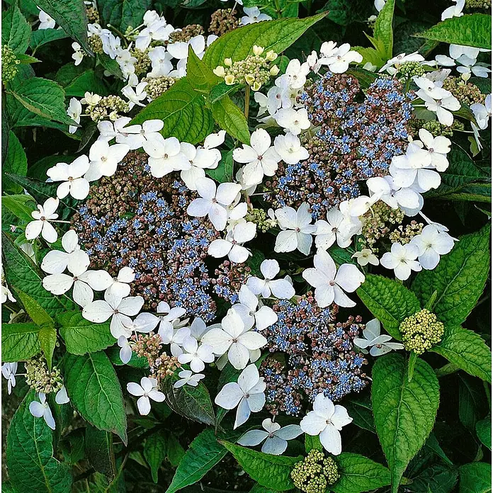 Pflanzen für dich Teller-Hortensie 30-40 cm - Hydrangea serrata 'Bluebird', Blau - Weiße und blaue Tellerhortensienblüten mit grünen Blättern.