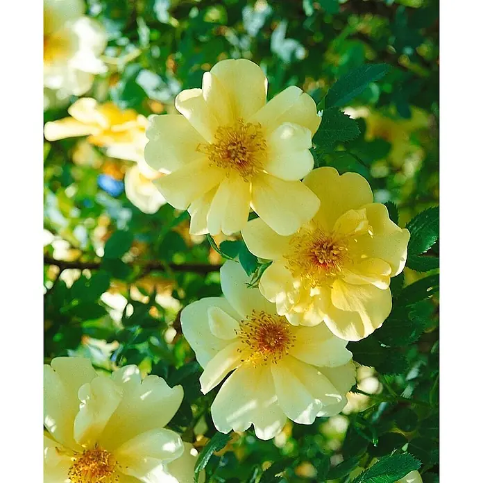 Pflanzen für dich Strauchrose 5-7,5 Liter - Rosa 'Frühlingsgold', Gelb - Leuchtend gelbe Rosen mit sichtbaren Staubgefäßen.