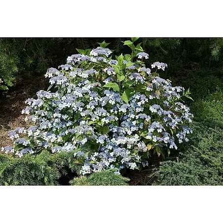 Pflanzen für dich  Teller-Hortensie 30-40 cm