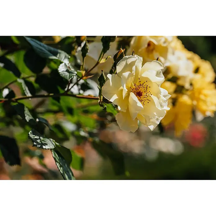Pflanzen für dich Strauchrose 5-7,5 Liter - Rosa 'Frühlingsgold', Gelb - Nahaufnahme einer blühenden gelben Rose mit sichtbaren Staubgefäßen und grünem Laub im Sonnenlicht.