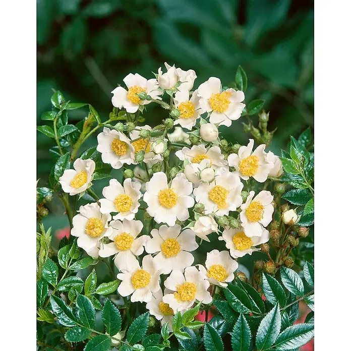 Pflanzen für dich Strauchrose 40-60 cm - Rosa arvensis, Weiß - Weiße Blüten mit gelben Zentren an einer grünen Blätterpflanze.