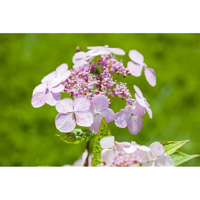 Pflanzen für dich Teller-Hortensie 30-40 cm - Hydrangea serrata 'Bluebird', Blau - Eine Gruppe hellrosa Hortensienblüten mit zarten Blütenblättern und kleinen lila Knospen in der Mitte.
