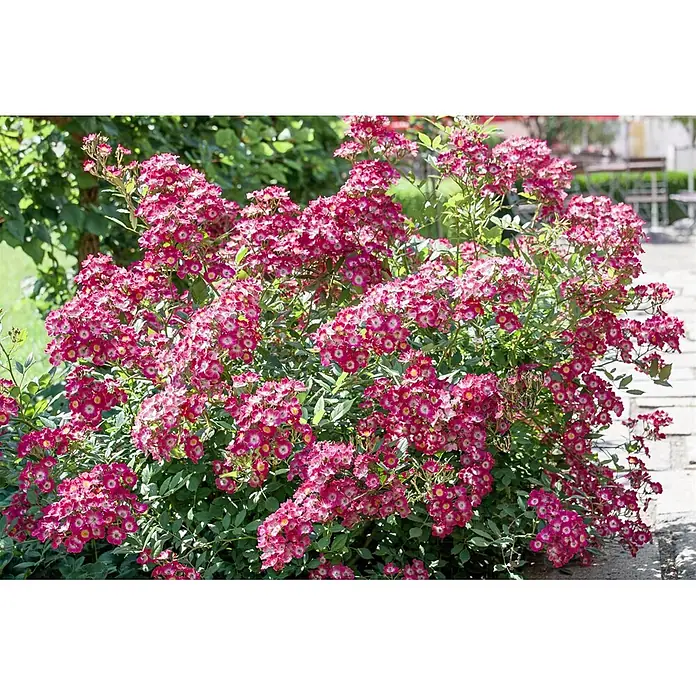Pflanzen für dich Strauchrose 5-7,5 Liter - Rosa 'Mozart', Rosa - Lebhafter Strauch mit vielen kleinen rosa-weißen Blüten und gelben Mitten, der an einem gepflasterten Weg wächst.