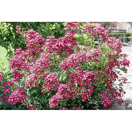 Pflanzen für dich  Strauchrose 5-7,5 Liter