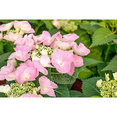 Pflanzen für dich  Teller-Hortensie 30-40 cm