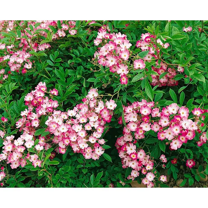 Pflanzen für dich Strauchrose 5-7,5 Liter - Rosa 'Mozart', Rosa - Üppiger Rosenstrauch mit zahlreichen kleinen rosa-weißen Blüten und sattgrünem Laub.