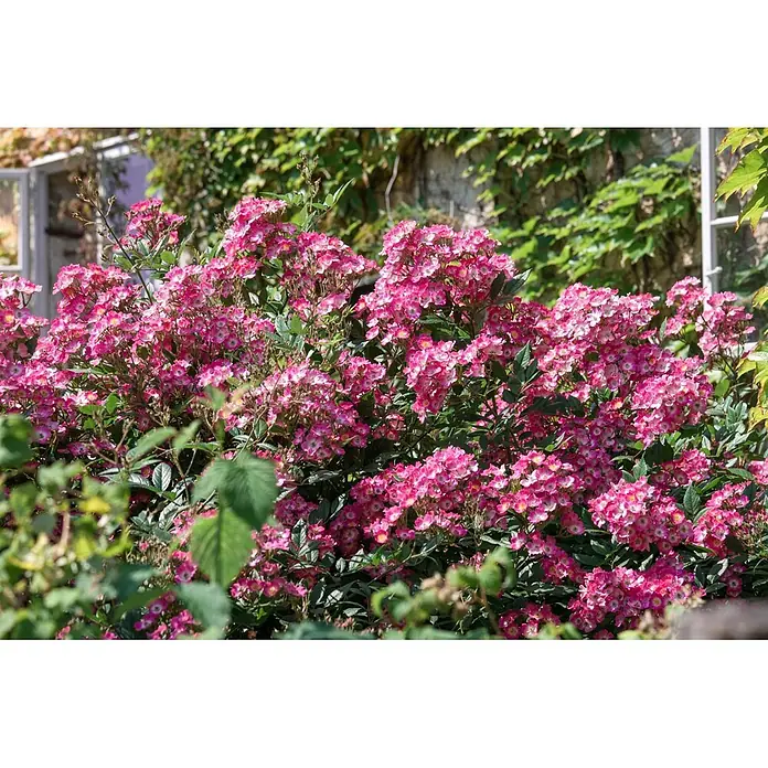 Pflanzen für dich Strauchrose 5-7,5 Liter - Rosa 'Mozart', Rosa - Ein lebendiger Busch kleiner pink-weißer Blüten, der üppig in einem Garten blüht.