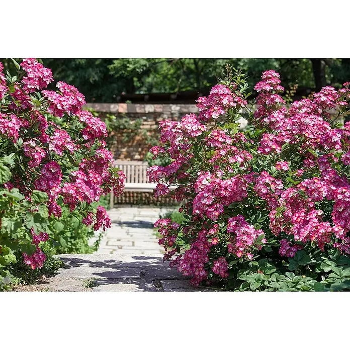 Pflanzen für dich Strauchrose 5-7,5 Liter - Rosa 'Mozart', Rosa - Üppige pinkfarbene Rosen säumen einen Steinweg im Garten, der zu einer Holzbank führt. Die Sträucher blühen kräftig rosa.
