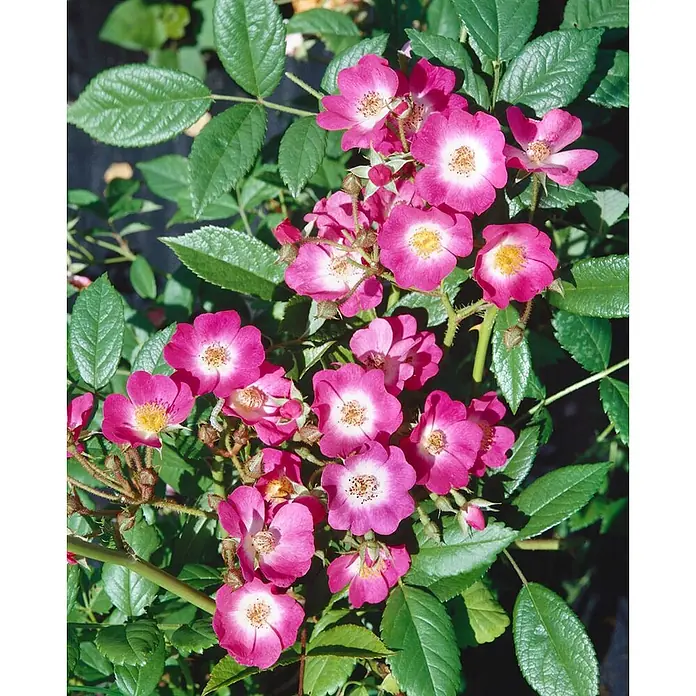 Pflanzen für dich Strauchrose 5-7,5 Liter - Rosa 'Mozart', Rosa - Nahaufnahme leuchtend pinker, einfach blühender Rosen mit weißen Zentren und gelben Staubgefäßen, zwischen dunkelgrünen Blättern blühend.