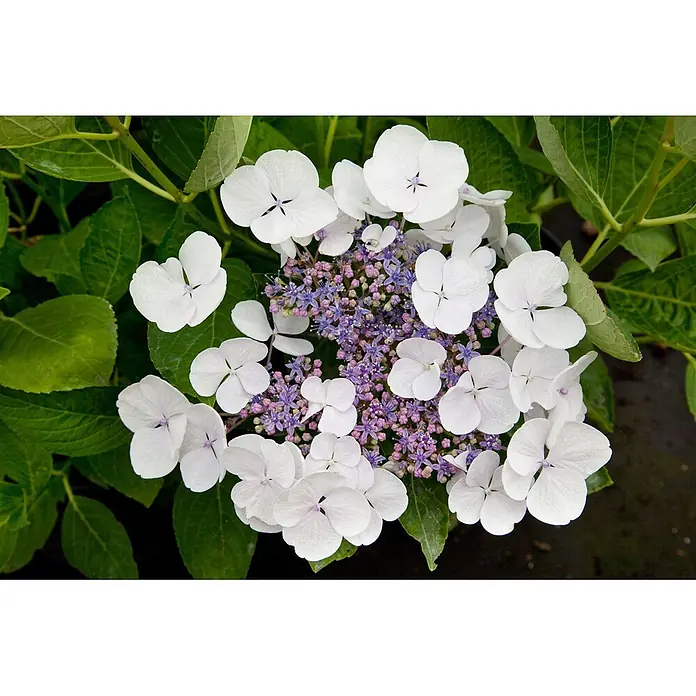 Pflanzen für dich Teller-Hortensie 30-40 cm - Hydrangea macrophylla 'Teller White', Weiß - Weiße Tellerhortensienblüten mit lila und pinker Mitte, umgeben von grünen Blättern.
