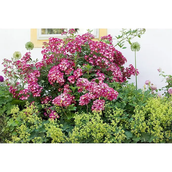 Pflanzen für dich Strauchrose 5-7,5 Liter - Rosa 'Mozart', Rosa - Leuchtender pink-weißer Blütenstrauch mit grünem Laub, in einem Garten.