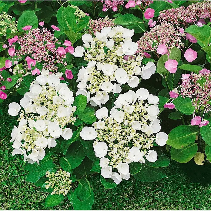 Pflanzen für dich Teller-Hortensie 30-40 cm - Hydrangea macrophylla 'Teller White', Weiß - Weiße und rosa Tellerhortensien blühen im Garten.