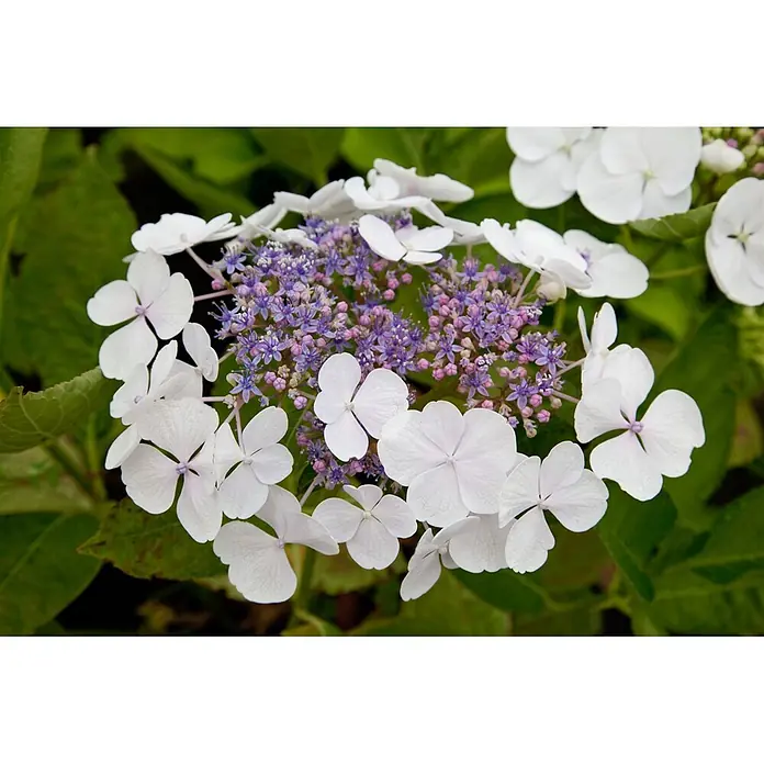 Pflanzen für dich Teller-Hortensie 30-40 cm - Hydrangea macrophylla 'Teller White', Weiß - Weiße und lila Tellerhortensie in Blüte.