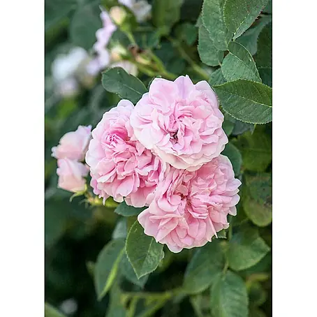 Pflanzen für dich  Strauchrose 5-7,5 Liter