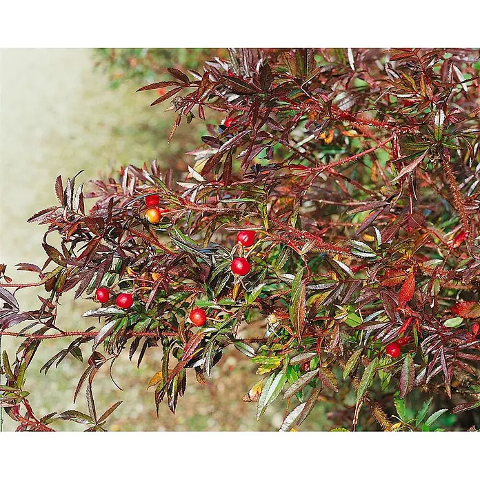 Pflanzen für dich Strauchrose 40-60 cm - Rosa nitida, Rosa - Dorniger Strauch mit dunkel rotbraunen Blättern und leuchtend roten, runden Beeren.