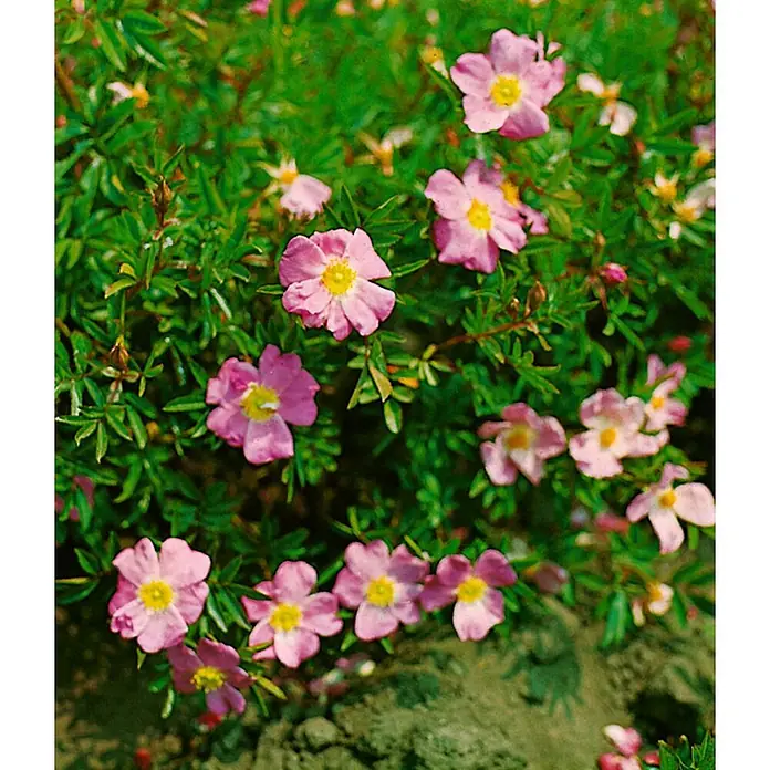 Pflanzen für dich Strauchrose 40-60 cm - Rosa nitida, Rosa - Rosafarbene Blüten mit gelben Zentren auf einer grünblättrigen Pflanze.