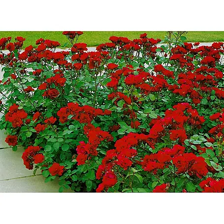 Pflanzen für dich  Strauchrose 3-5 Liter