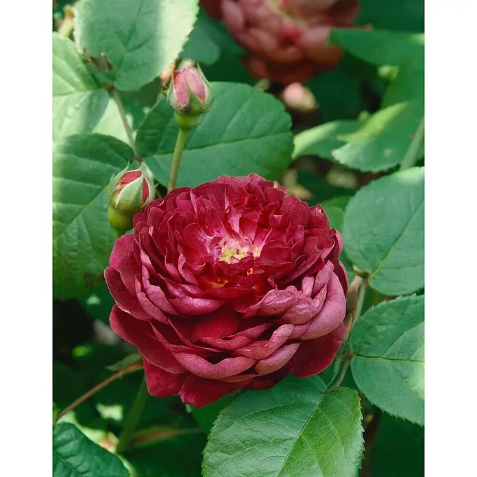 Pflanzen für dich Strauchrose 5-7,5 Liter - Rosa gallica 'Cardinal de Richelieu', Violett - Tiefrote Rose in voller Blüte mit zwei Knospen und grünen Blättern.