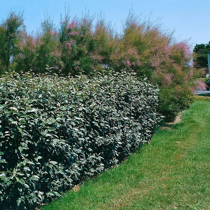 Pflanzen für dich Wintergrüne Ölweide 100-125 cm - Elaeagnus × ebbingei, 100 cm - 125 cm - Dichte grüne Hecke mit silbrigen Blättern begrenzt eine Rasenfläche, dahinter rosablühende Bäume.