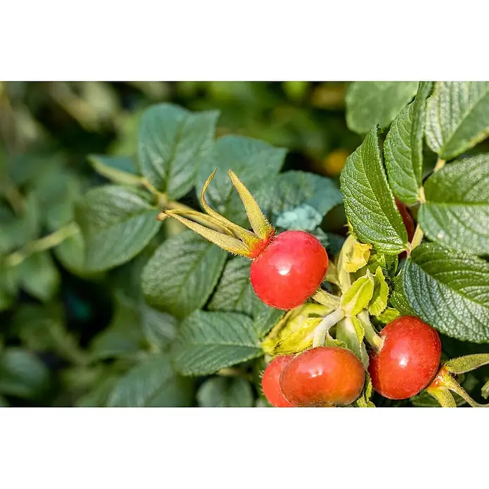 Pflanzen für dich Strauchrose 30-40 cm - Rosa rugosa 'Alba', Weiß - Gruppe leuchtend roter Hagebutten mit grünen Kelchblättern, eingebettet in dunkelgrüne Blätter an einem Strauch.