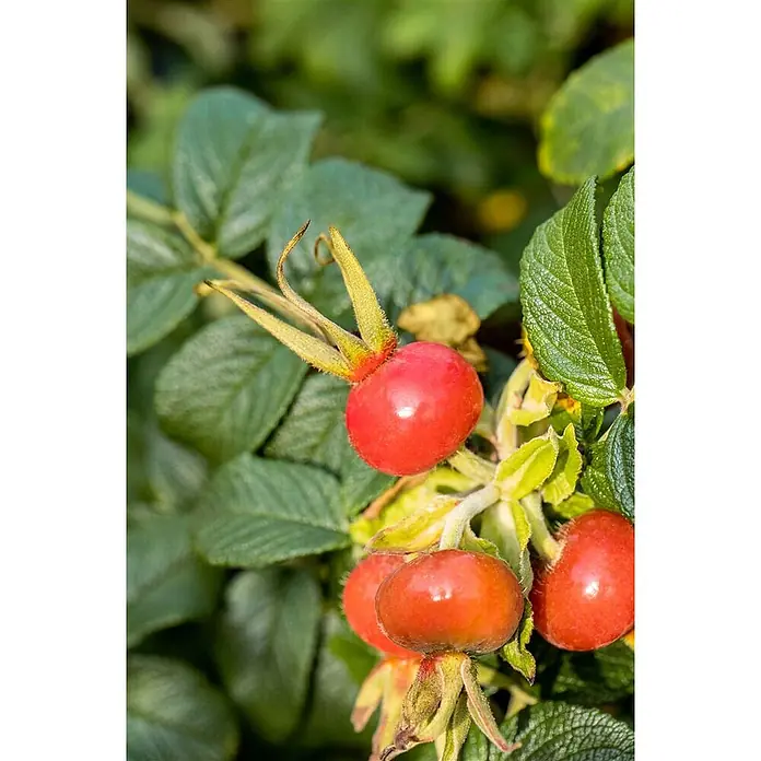 Pflanzen für dich Strauchrose 30-40 cm - Rosa rugosa 'Alba', Weiß - Leuchtend rote, glänzende Hagebutten an einem Strauch, umgeben von grünen Blättern.