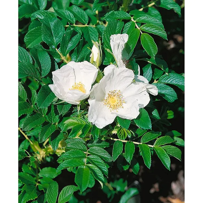 Pflanzen für dich Strauchrose 30-40 cm - Rosa rugosa 'Alba', Weiß - Weiße Blüten mit gelben Zentren blühen zwischen dunkelgrünen, texturierten Blättern.