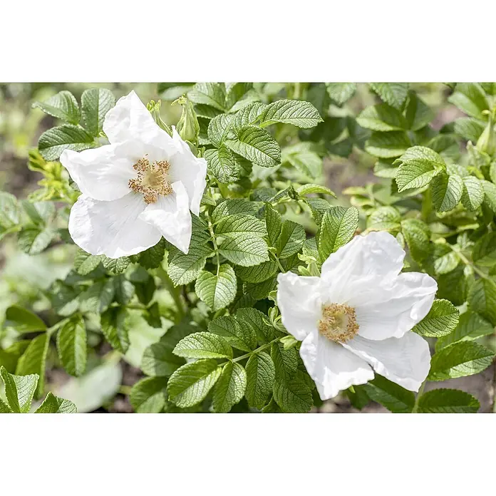 Pflanzen für dich Strauchrose 30-40 cm - Rosa rugosa 'Alba', Weiß - Zwei weiße Wildrosen mit gelben Mitten blühen inmitten lebhafter grüner Blätter.