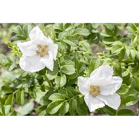 Pflanzen für dich  Strauchrose 125-150 cm