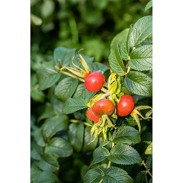 Pflanzen für dich Strauchrose 30-40 cm - Rosa rugosa 'Alba', Weiß - Rote Hagebutten an einem grünblättrigen Strauch.