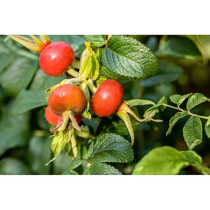 Pflanzen für dich Strauchrose 30-40 cm - Rosa rugosa 'Alba', Weiß - Reife rote Hagebutten an einem Strauch mit grünen Blättern.