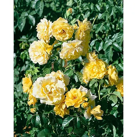 Pflanzen für dich  Strauchrose 5-7,5 Liter