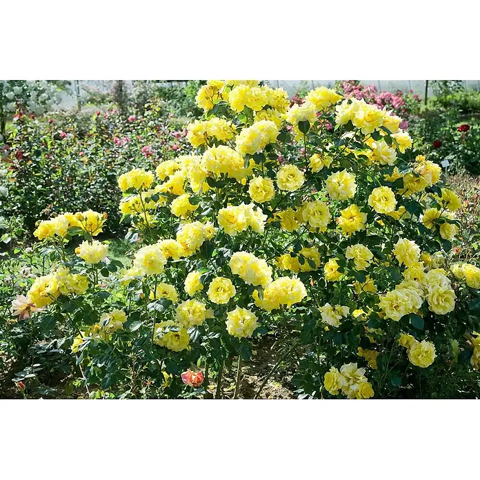 Pflanzen für dich Strauchrose 5-7,5 Liter - Rosa 'Lichtkönigin Lucia', Gelb - Leuchtend gelber Rosenbusch blüht üppig in einem sonnigen Garten.