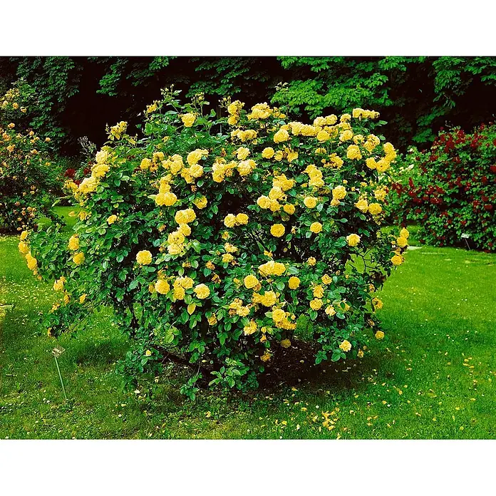 Pflanzen für dich Strauchrose 5-7,5 Liter - Rosa 'Lichtkönigin Lucia', Gelb - Ein großer Busch leuchtend gelber Rosen blüht üppig.