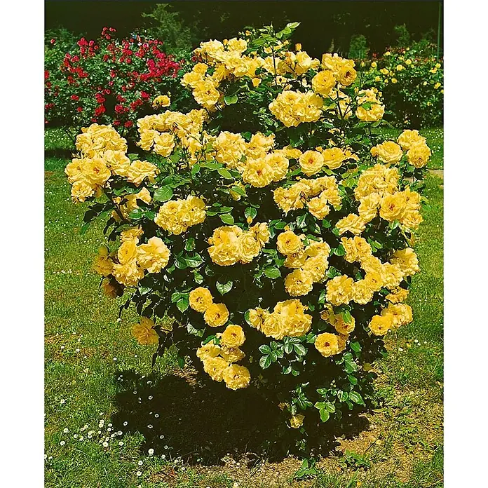 Pflanzen für dich Strauchrose 5-7,5 Liter - Rosa 'Lichtkönigin Lucia', Gelb - Ein leuchtender gelber Rosenbusch in voller Blüte mit grünen Blättern, in einem sonnigen Garten mit weiteren Rosenbüschen im Hintergrund.