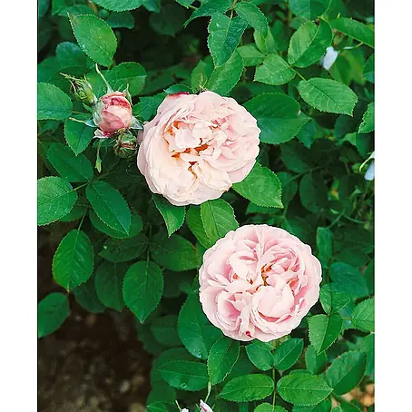 Pflanzen für dich  Strauchrose 5-7,5 Liter