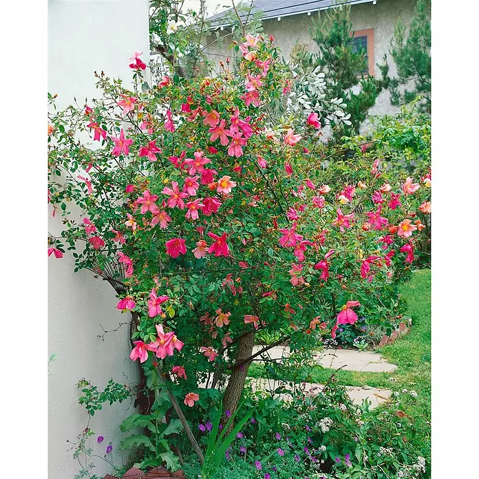 Pflanzen für dich Strauchrose 30-40 cm - Rosa rugosa, Rosa - Eine große Pflanze mit zahlreichen leuchtend pinken, fünfblättrigen Blüten und grünen Blättern wächst an einem hellen Gebäude im Garten.