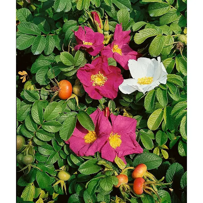 Pflanzen für dich Strauchrose 30-40 cm - Rosa rugosa, Rosa - Lebhafte rosa und weiße Rugosa-Rosen mit gelben Zentren, dazu orangefarbene und grüne Hagebutten, inmitten grüner Blätter.
