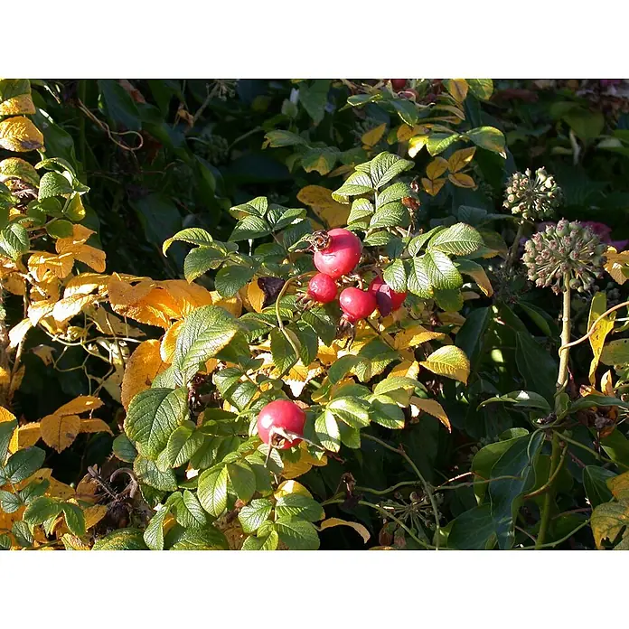 Pflanzen für dich Strauchrose 30-40 cm - Rosa rugosa, Rosa - Leuchtend rote Hagebutten an einem Laubstrauch mit grünem und gelbem Laub, umgeben von anderen Pflanzen.