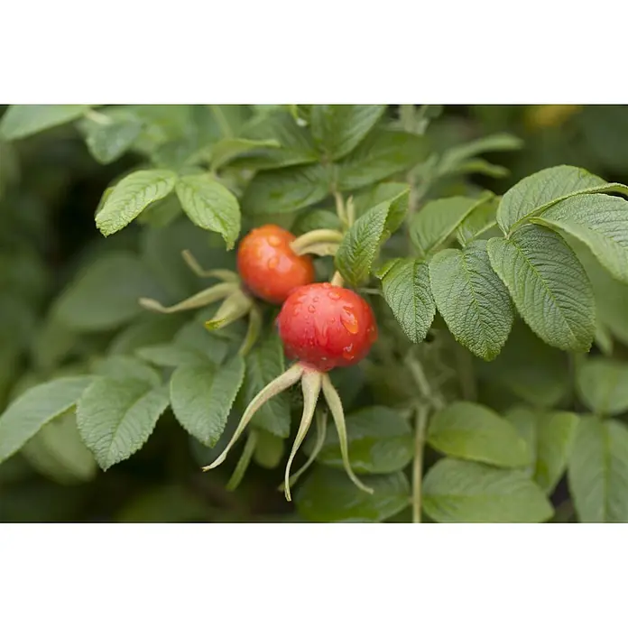 Pflanzen für dich Strauchrose 30-40 cm - Rosa rugosa, Rosa - Zwei reife rote Hagebutten mit Wassertropfen, eingebettet in grüne Blätter.