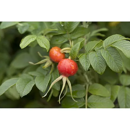 Pflanzen für dich  Strauchrose 20-30 cm