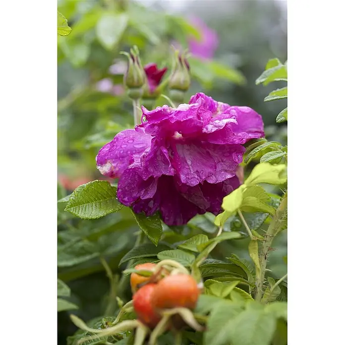 Pflanzen für dich Strauchrose 30-40 cm - Rosa rugosa, Rosa - Lebendige magentafarbene Rose mit Wassertropfen, umgeben von grünen Blättern, Hagebutten und Knospen.