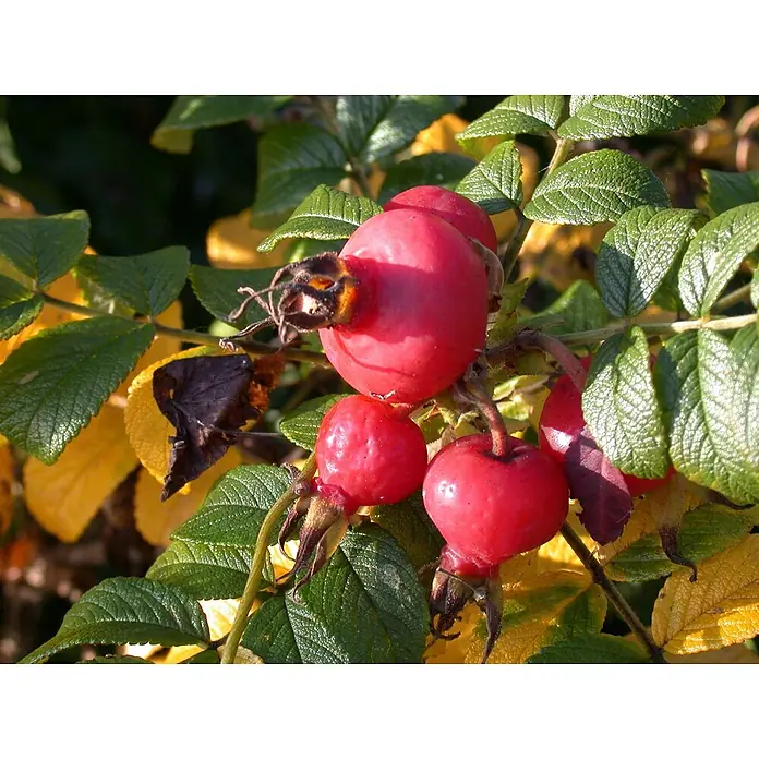 Pflanzen für dich Strauchrose 30-40 cm - Rosa rugosa, Rosa - Leuchtend rote, glänzende Hagebutten an einem Ast mit grünen und gelben Blättern.