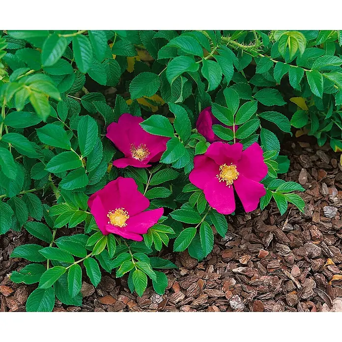 Pflanzen für dich Strauchrose 40-60 cm - Rosa rugosa, Rot - Leuchtend magentafarbene Rugosa-Rosen mit gelben Zentren blühen zwischen grünen Blättern, mit dunklem Rindenmulch als Bodendecker.