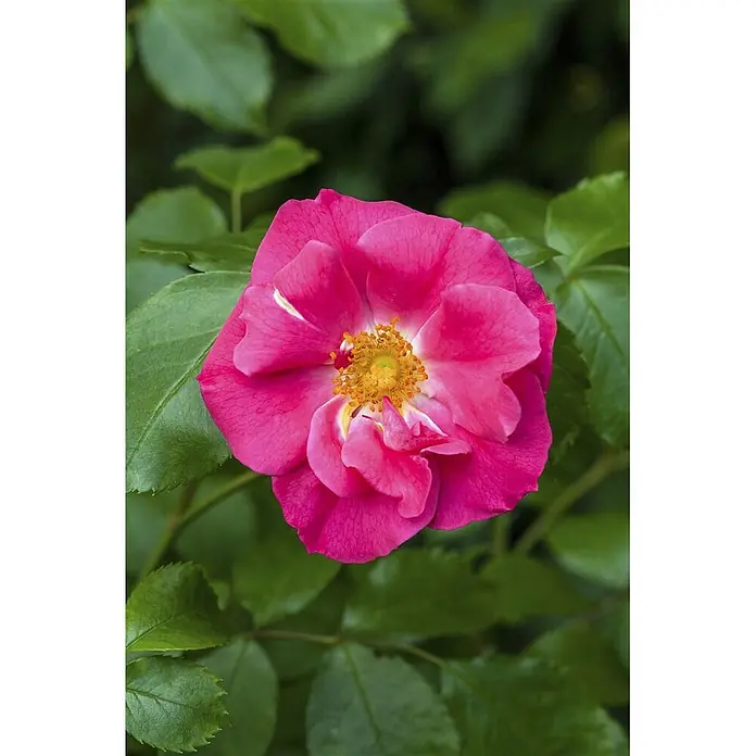 Pflanzen für dich Strauchrose 40-60 cm - Rosa rugosa, Rot - Lebendige pinkfarbene Rose in voller Blüte mit gelber Mitte, umgeben von grünen Blättern.