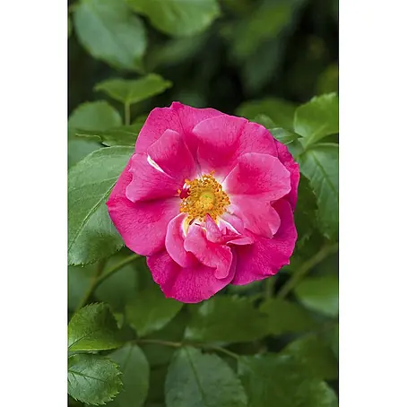Pflanzen für dich  Strauchrose 40-60 cm