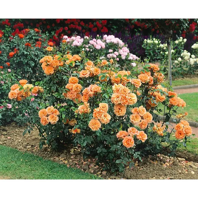Pflanzen für dich Strauchrose 5-7,5 Liter - Rosa 'Westerland', Orange - Ein leuchtender Busch orangefarbener Rosen blüht in einem Garten, mit weiteren Rosenbüschen im Hintergrund.