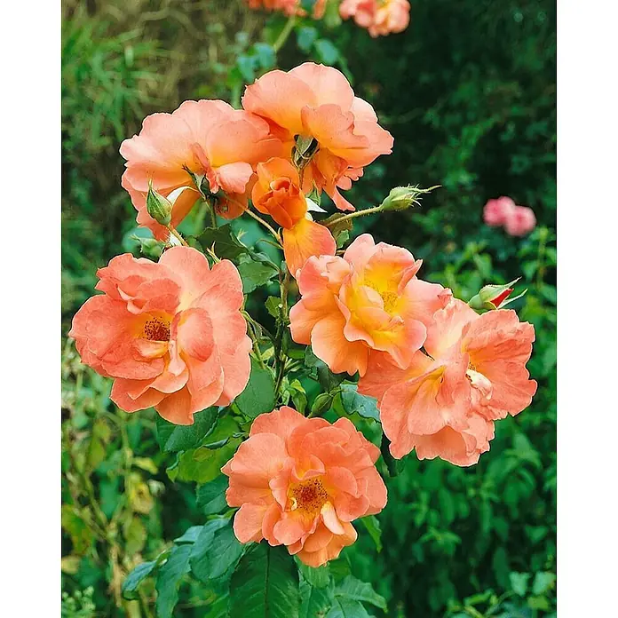 Pflanzen für dich Strauchrose 5-7,5 Liter - Rosa 'Westerland', Orange - Ein Büschel leuchtend pfirsich- und orangefarbener Rosen mit teilweise geöffneten Blüten und sichtbaren Staubblättern.