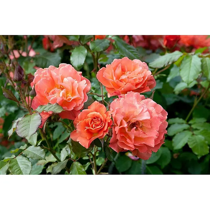 Pflanzen für dich Strauchrose 5-7,5 Liter - Rosa 'Westerland', Orange - Gruppe leuchtend korallenfarbener Rosen und Knospen an einem Strauch.